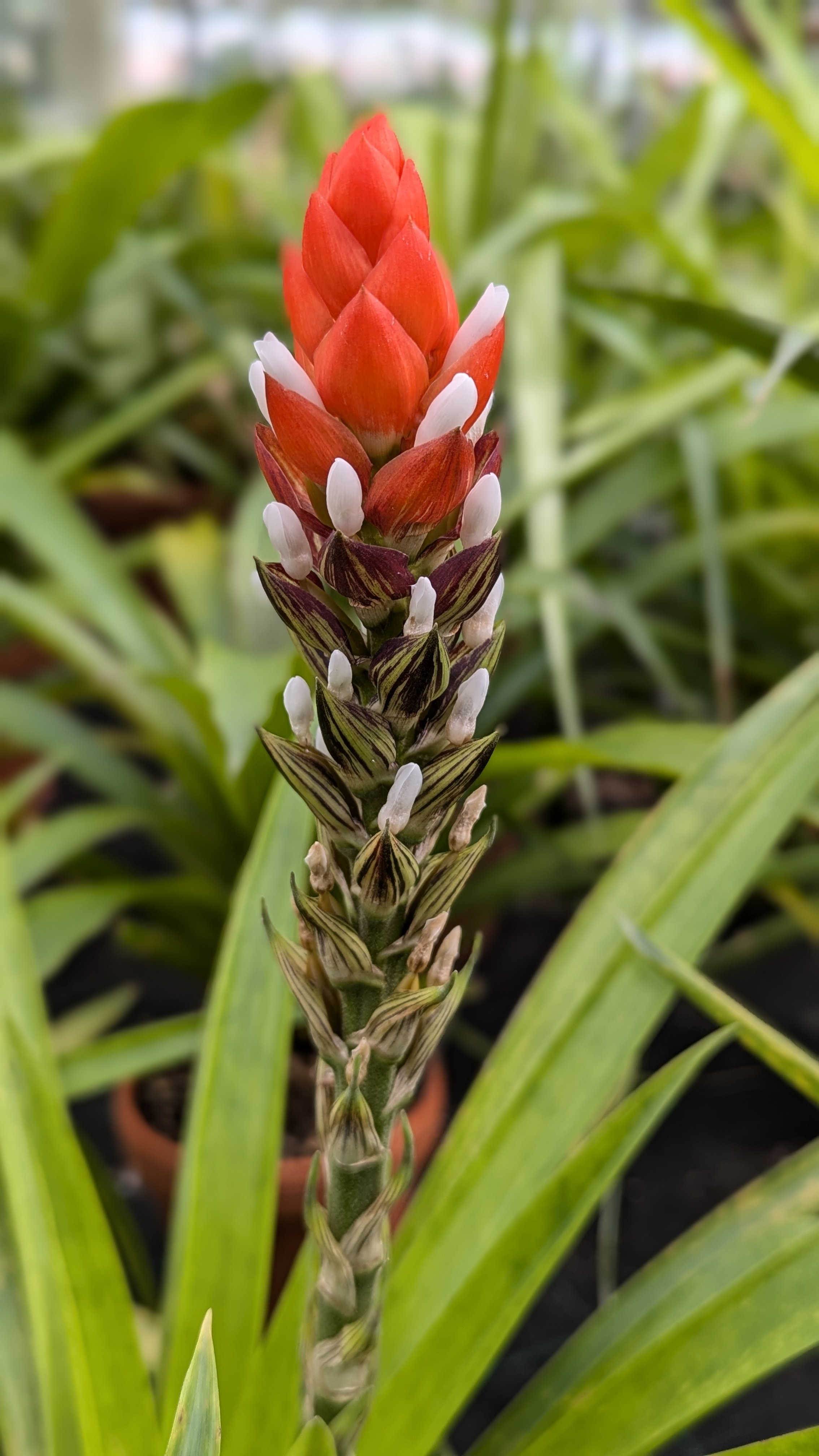 preview Guzmania monostachia  (L.) Rusby ex Mez